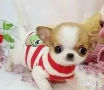 吉娃娃|给吉娃娃洗澡前后要注意的几个大问题