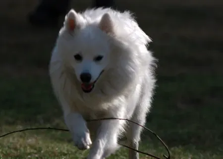 银狐犬训练方法 喂食是个很好的机会 | 银狐犬