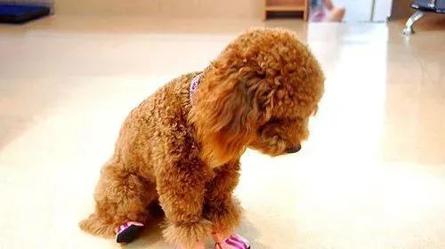 泰迪狗身上有皮屑怎么办 给泰迪狗狗加点油 | 泰迪犬