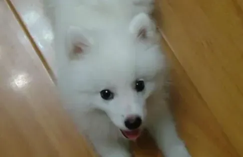 银狐犬训练方法 喂食是个很好的机会 | 银狐犬