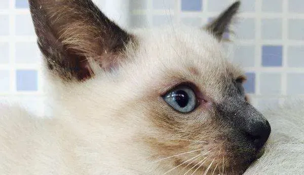 暹罗猫驱虫怎么做 暹罗猫驱虫要注意什么 | 暹罗猫