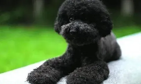 泰迪犬|解读泰迪犬吠叫的各种含义以及原因