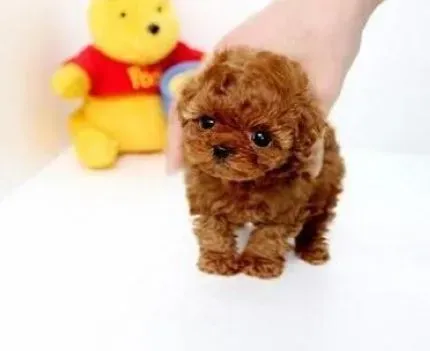 泰迪犬|怎么缓解泰迪犬幼犬刚到家时紧张怕人