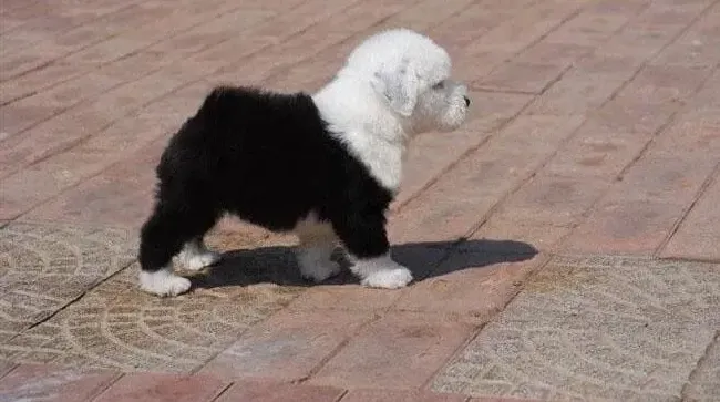 古代牧羊犬|古代牧羊犬头部红肿，身上有湿疹是怎么了
