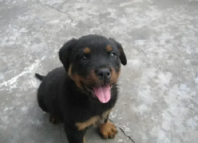 罗威纳犬|罗威纳犬有点感冒，流鼻涕打喷嚏如何是好