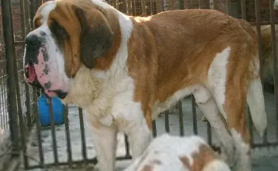 圣伯纳犬|生活好帮手教你如何给圣伯纳犬清洁爪子