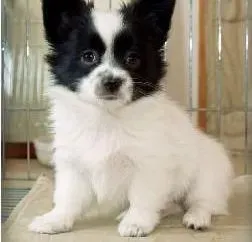 蝴蝶犬|蝴蝶犬身上起了很多的红疙瘩，帮忙看看这是些什么