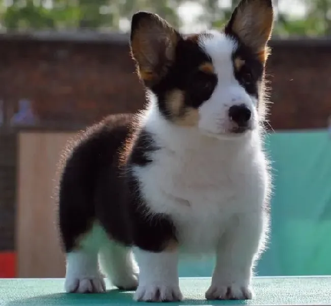 柯基犬|柯基犬在家中看到陌生人或者同伴时总是乱叫