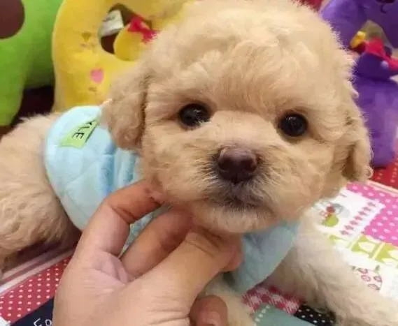 泰迪犬|怎样才能让泰迪犬尽快适应新环境