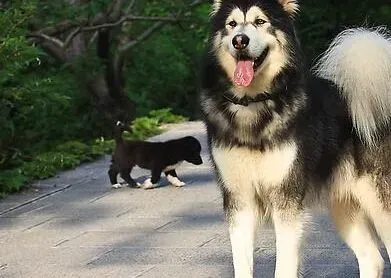 阿拉斯加犬|超人气的宠物大全 夏季应如何饲养阿拉斯加犬