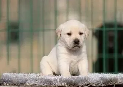 拉布拉多|拉布拉多犬患上犬瘟后应如何医治