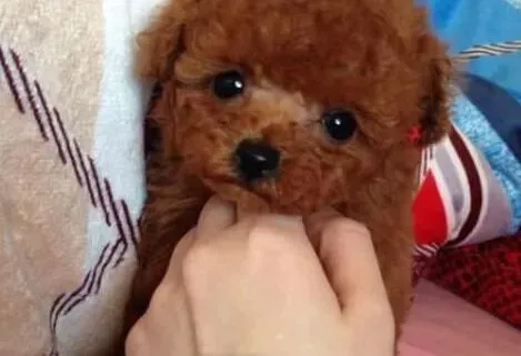 泰迪犬|狗狗训练原则基础 训练泰迪犬要遵循哪些要点