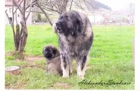 高加索犬|减肥专题 了解高加索犬发胖的原因