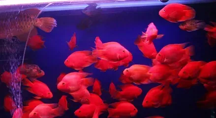 血鹦鹉怎么养 血鹦鹉的饲养难度不是很大 | 血鹦鹉