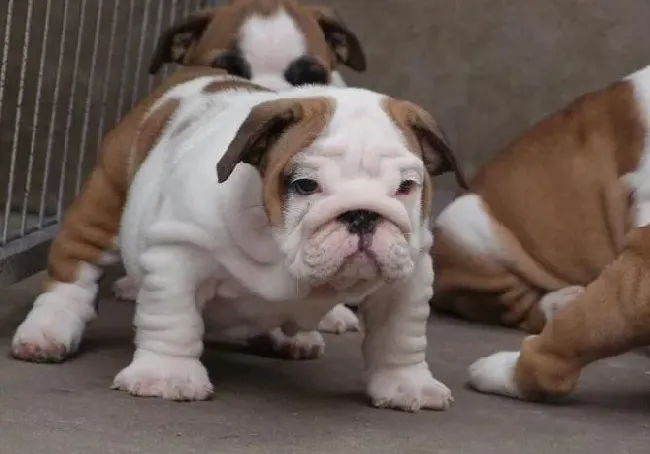 英国斗牛犬|三个月的斗牛犬每顿应吃多少狗粮