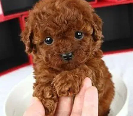 泰迪犬|夏季给泰迪犬防晒方法大攻略