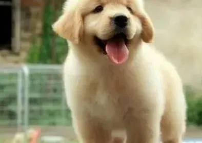 金毛|饲养老年金毛犬时最容易出现的问题