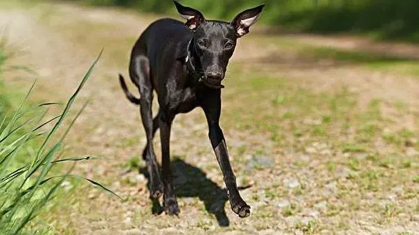 格力犬|灵缇犬该如何饲养 格力犬的喂养知识简介