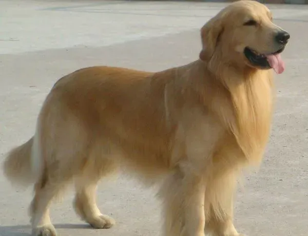 金毛犬和金毛寻回犬的区别 它们是一个品种 | 金毛