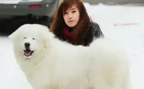 大白熊犬特征 身躯披覆着厚实浓密的被毛 | 大白熊犬