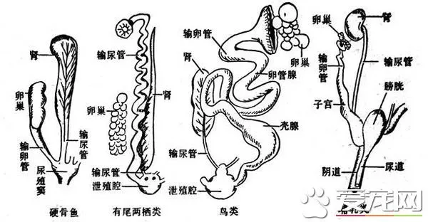 鸟怎么交配 对于绝大部分的鸟类是快枪手 | 鸟