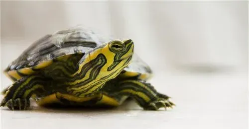 家里养什么龟风水好 最好摆在要火的方位 | 乌龟