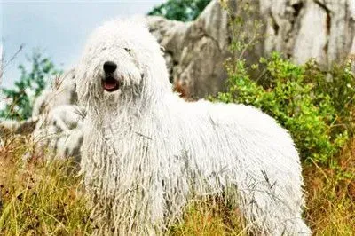 可蒙犬和波利犬的区别 可蒙犬颜色以白色为主 | 可蒙犬