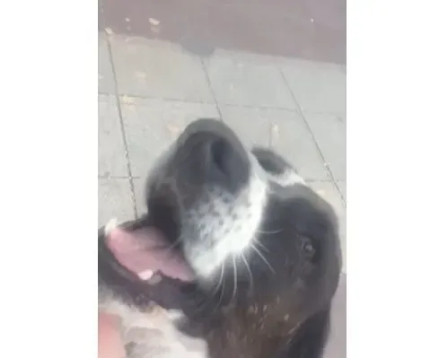 男子丢失爱犬寻找三年 路边重逢画面超感人 | 狗