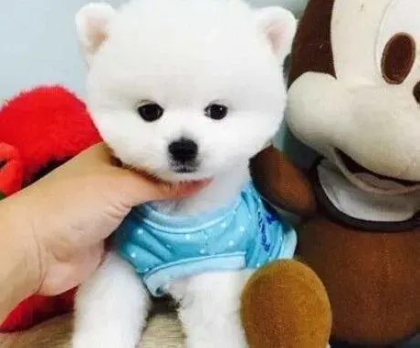 博美犬|正确给博美犬洗澡不可少的四个步骤
