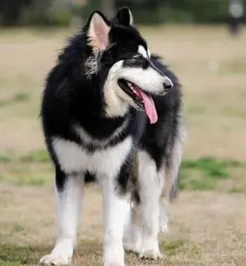 阿拉斯加犬|论给阿拉斯加雪橇犬做美容护理的重要性
