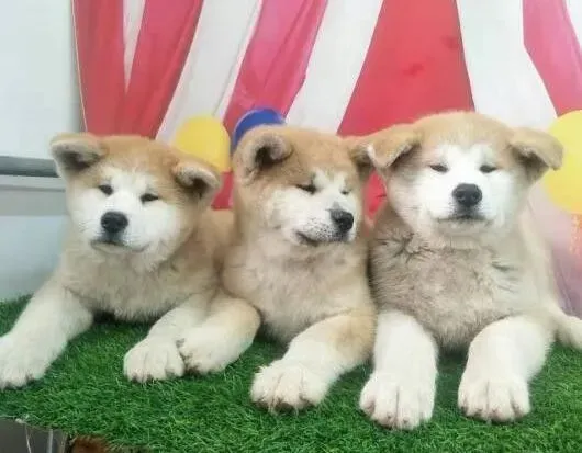 秋田犬|怎样让秋田犬听我们的话吃药片