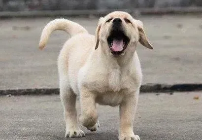 拉布拉多|拉布拉多犬很粘人总是要我抱怎么办呢