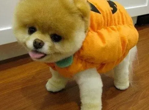博美犬|博美犬抽搐口吐白沫是中毒了吗