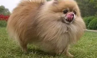 博美犬|博美犬的断奶工作应该怎样进行最科学