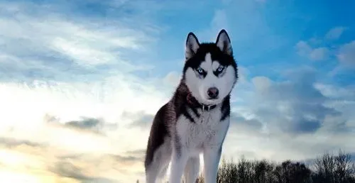 阿拉斯加雪橇犬的训练 20个养狗口诀 | 阿拉斯加雪橇犬