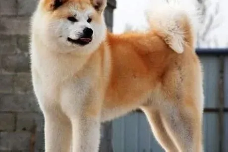 秋田犬|如何在家中自己动手为秋田犬美容与清洁