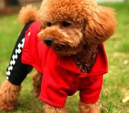 贵宾犬|我家玩具贵宾生的什么病还有救么