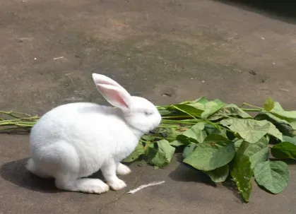 兔子吃苹果吗 喂的食物不能有生水 | 兔子