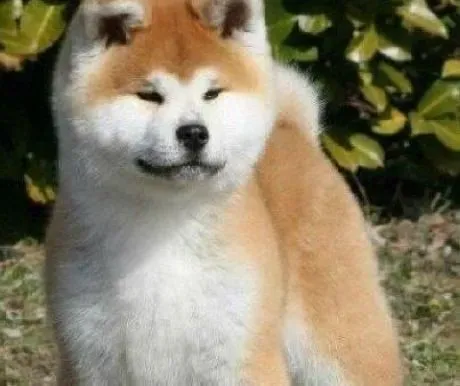 秋田犬|怎样防止秋田犬肾脏受损引发尿毒症