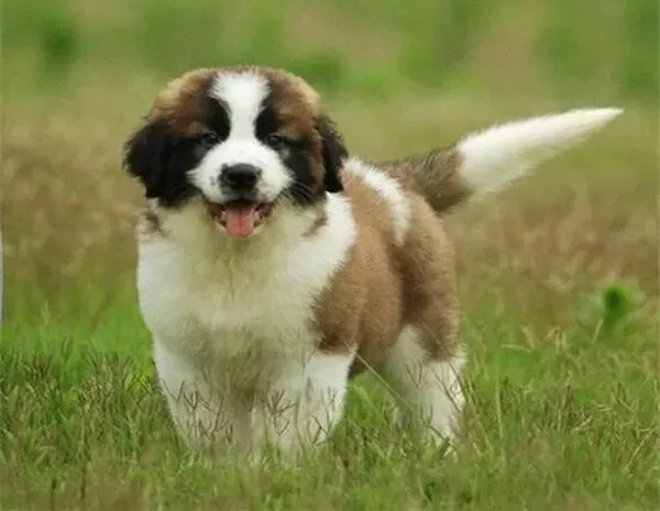 圣伯纳犬|如何掌握训练圣伯纳犬最好的时机