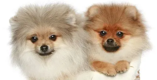 博美犬的原产地 博美犬的原产地就是德国 | 博美犬