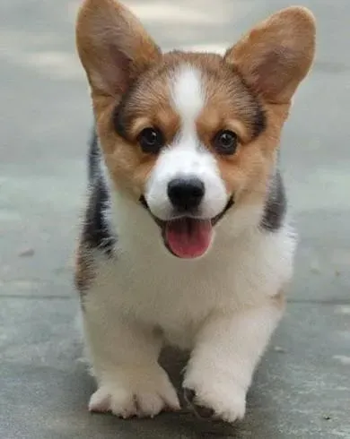 柯基犬|柯基犬今天不爱吃饭，没精神发烧这是怎么了