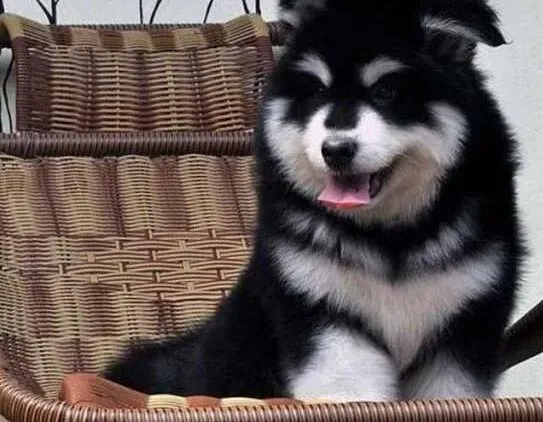 阿拉斯加犬|喂食阿拉斯加雪橇犬干粮时一定要注意