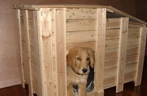 金毛犬什么时候训练 训练时间不用很长 | 金毛犬