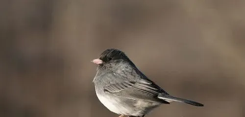 鸟的羽毛代表 不同鸟的羽色有不同的特点 | 鸟