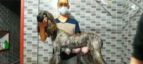 阿富汗猎犬什么颜色好 彩色或者组合色更好 | 阿富汗猎犬