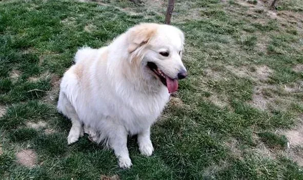 金毛|营养全知道 给金毛犬食用什么样的食物最好