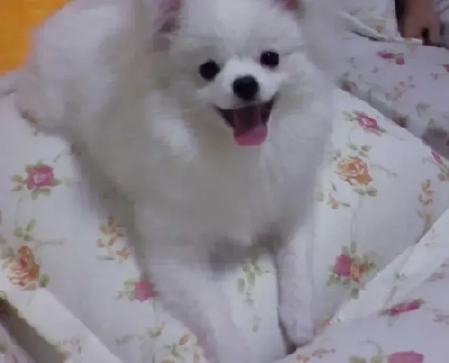 银狐犬|护理高手教你如何让银狐犬的毛发光亮柔软