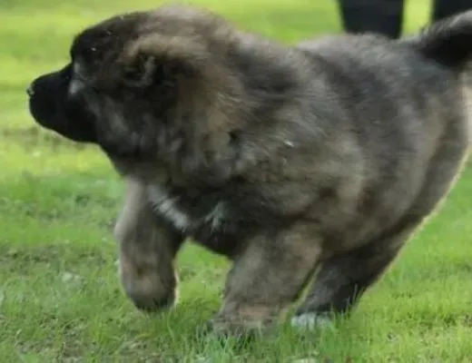 高加索犬|怎样做好高加索犬幼犬哺乳期的饲养管理