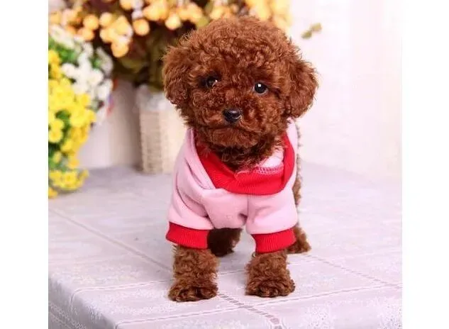 泰迪犬|泰迪熊买衣服小技巧 爱犬漂漂哒